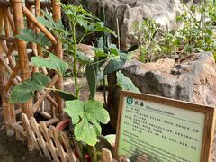 -上海都市菜园