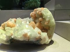 -河南自然博物馆