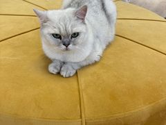 -1013 PET SHOP精品宠物商店(丁香店)