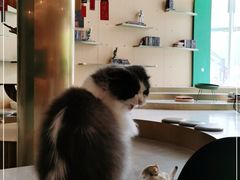 -飞行喵MR PILOT|猫舍·猫咖(静安大融城店)