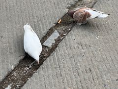 -哈尔滨极乐寺