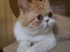 -more than meow吴止猫主题餐厅(承德 中船汇店)