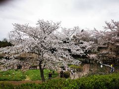 -嘉定紫藤园