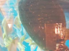 -海棠湾洲际-涛·海底餐厅·美人鱼·自助餐·海底隧道