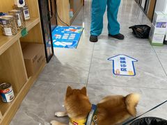 -pd派德宠物中心医院24H急重症·眼科中心·血液透析中心(嵩山北路店)