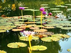 -国家植物园南园