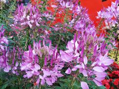 -文华公园(禅城区)