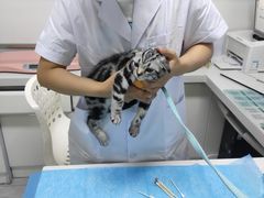 -达爱动物医院·犬猫分区·CT·复杂眼科(远洋山水分院)