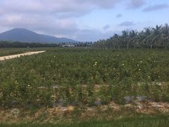 -亚龙湾国际玫瑰谷