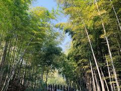 -树山生态村
