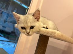 -猫咪派对(江南西店)
