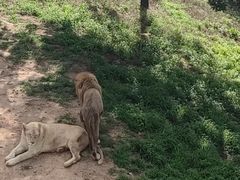 -西霞口神雕山野生动物世界