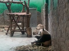 -都江堰中华大熊猫苑