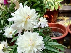 -广西壮族自治区药用植物园