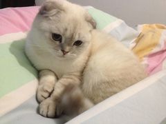 -瑞派雷欧宠物医院·24h夜诊·心脏骨科牙科·全科重症转诊中心(无影山店)