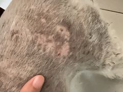 -贝康宠物医院·犬猫全科·小动物特色诊疗中心(东环路店)