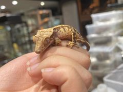 -酷以爬仙阁实体爬宠店·守宫·蜥蜴·专业繁育