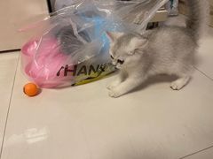 -lincat·猫舍(广州店)