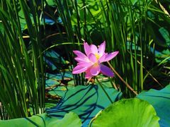 -羊亭河湿地公园