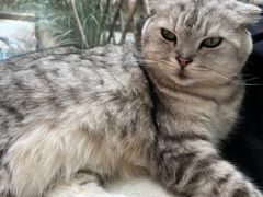 -猫咪派对(江南西店)