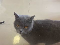 -70cat德文卷毛猫·缅因猫纯种猫舍