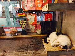 -猫咪博物馆(顶澳仔猫街店)