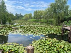 -池杉湖湿地公园