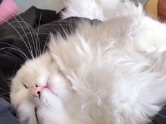 -猫在这儿猫咪咖啡馆·撸猫馆