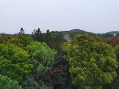-上海佘山世茂艾美酒店