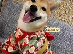 -南京Hallo宠物乐园·哈罗犬舍·柴犬繁育基地