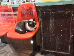 -猫咪博物馆(顶澳仔猫街店)