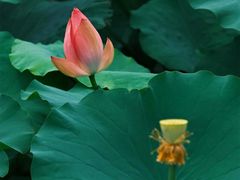 -羊亭河湿地公园