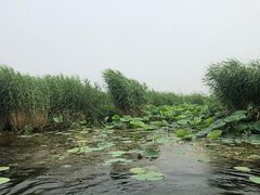 -白洋淀景区