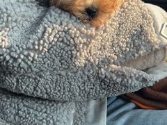 -爱宠屋pet shop·宠物洗澡·宠物美容