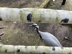 -哈尔滨北方森林动物园