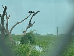 -黑瞎子岛探秘野熊园