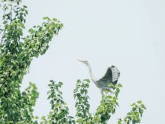 -翠湖国家城市湿地公园