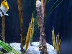 -西雅图水族馆