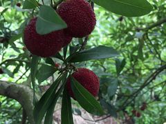 -西山樟坞健康果园枇杷杨梅采摘