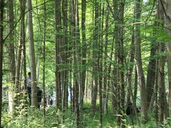 -桤木河湿地公园