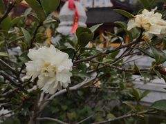 -太平禅寺