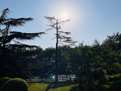 -莲花池公园
