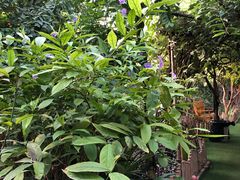 -呀路古热带植物园