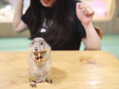 -藦茜花园宠物主题亲子互动体验馆(国顺东路店)