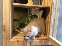 -猫色咖啡·猫咖