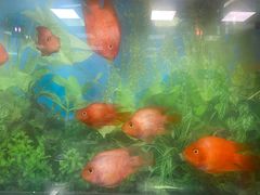 -胖姐烧烤(总店)