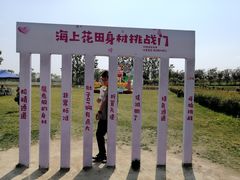 -杭州湾海上花田景区