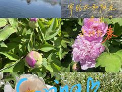 -莲花池公园