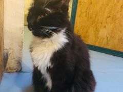 -猫色咖啡·猫咖