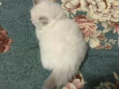 -东方名猫馆·英短金渐层布偶猫舍(环线广场1号楼店)